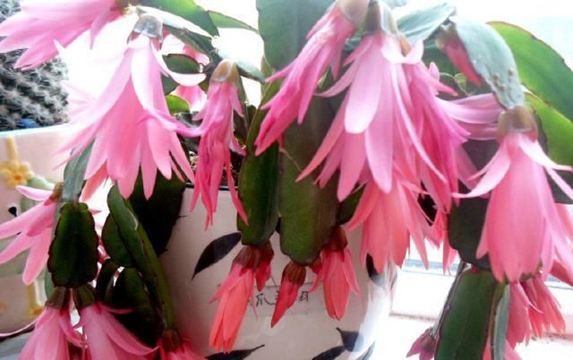  #花苞#想要蟹爪兰,狂冒花芽,用点这个小东西,花苞又多又大,开不停!