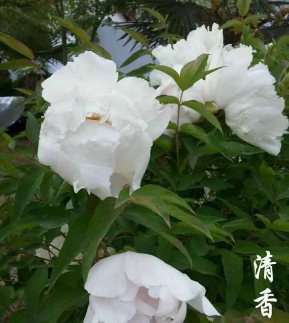 『牡丹』芍药和牡丹的区别图,看懂图就能轻松区分出来!