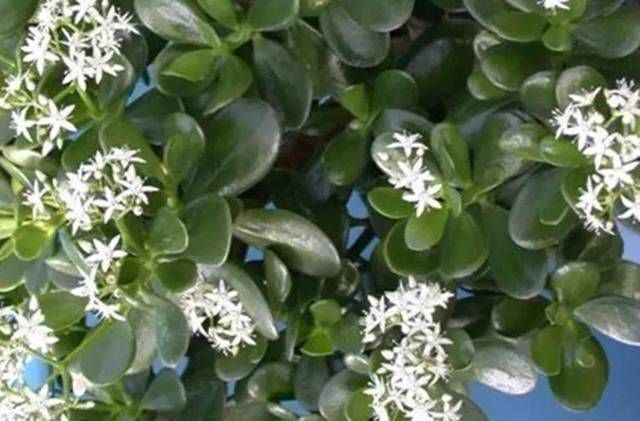  『养护玉树』玉树盆里加点“柳树皮”，绿叶窜满盆，枝条呼呼长，还能开白花