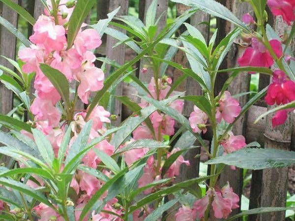  种子@肉感十足开花美艳！凤仙花怎么养护最正确，其实方法很简单！