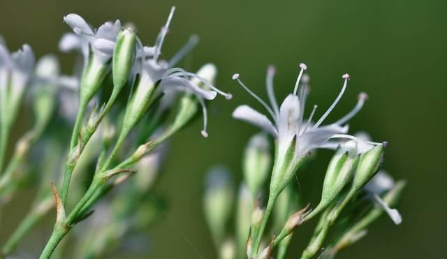  「喂猪」农村一种“竹子”，过去用来喂猪，殊不知根是稀罕物，消肿有特效