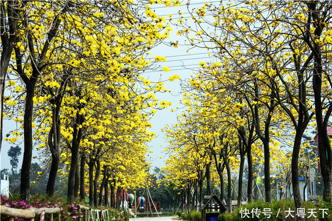 一树黄花醉人眼，冲天香透盈香园，这个周末去佛山踏青赏花