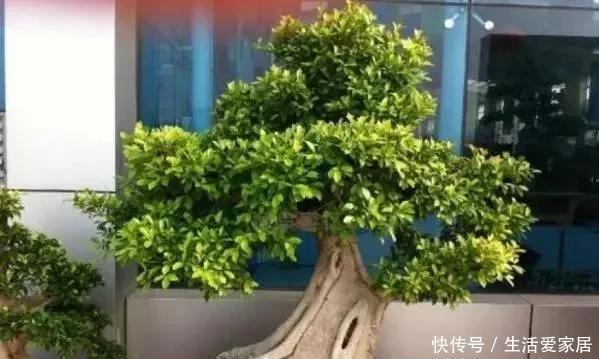 随便|这“6种花”客厅随便养2盆,养人“旺财”还镇宅,越有钱越爱养