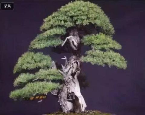  「真柏」已知最贵的10棵盆景，土豪的世界你不懂