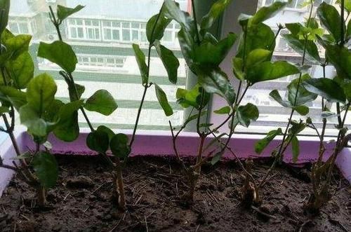  【花钱买】还在花钱买这3种植物？别傻了，“掰根枝”插土里，30天就生根！