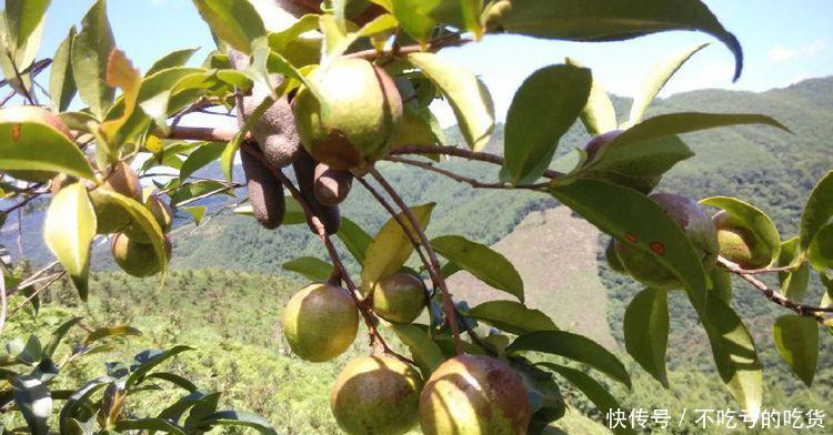  果实|农村这种果实可“榨油”，100多元一斤，你有吃过吗？