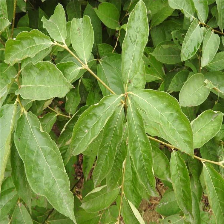  果子：乡下这种果子，黑不溜秋的果子，在河南的农村常见