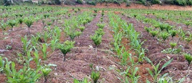 农民在玉米地里套种它，亩产值一万好几，真赚钱了