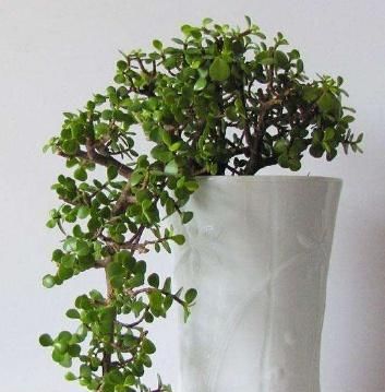 『值钱』“2种花”现在扦插合适,养护得当,1年成“老桩”,越养越值钱