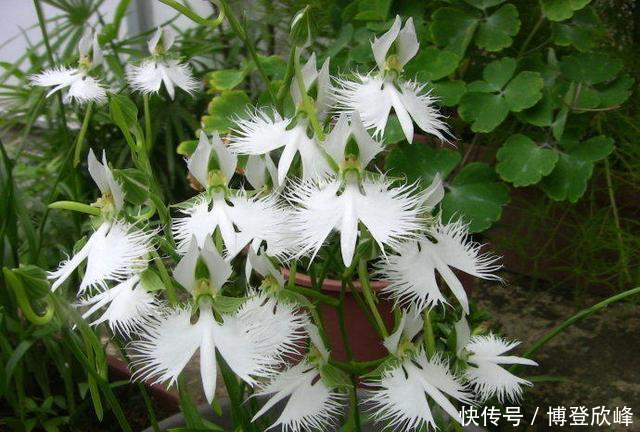 『回家』野外的这种山野草,挖回家在盆里,比花市卖的花好看多了!