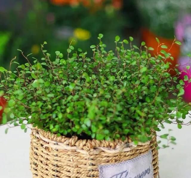  [植物]吊兰的植物美学：这几款美美的吊兰，你最爱哪一款？