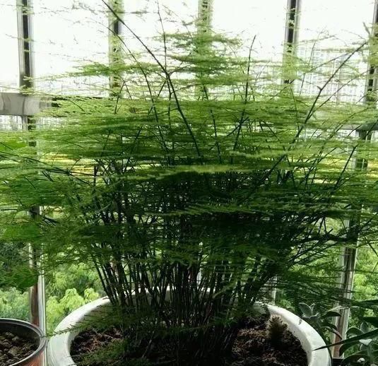  适合：阳台光照足适合花草生长? 别记错了, 这6种早搬屋里还有救