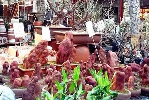  朱顶红：看见这花可别买，忍住，小心被忽悠，花钱买气受！