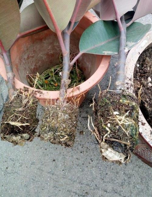 圆叶橡皮树@牛人繁殖橡皮树,只用一个塑料瓶,空中压枝条,一盆繁殖6盆