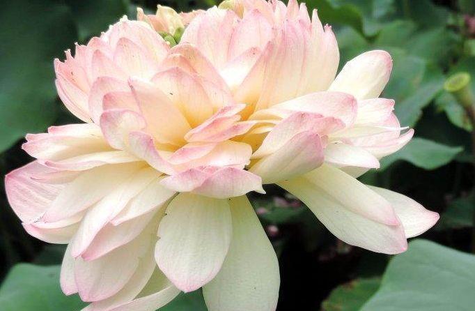 「粉嫩」喜欢玫瑰,不如养盆“精品荷花”凤凰翎,花开层层叠叠,粉嫩娇羞