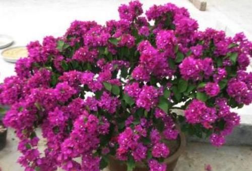  [花盆]养花怎么浇水？看懂4个细节分分钟学会，告别烂根烂叶
