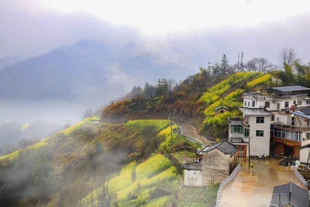  强国■学习强国 | 安徽歙县：云雾花海惹人醉