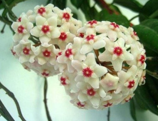  【柔美】阳台养这些植物，花色柔美，持续开花，懒人超爱养，花朵艳丽柔美