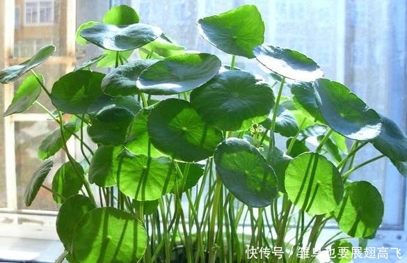  「铜钱」铜钱草忒''爱喝水''，居家盆栽牢记3个重点，枝叶蹭蹭长爆盆