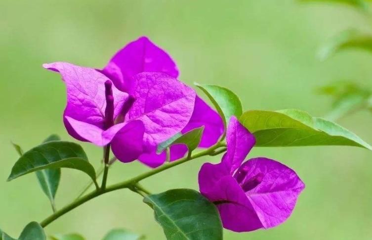 「花期」适合家养的5种花，养护简单不操心，一年四季开花不断，谁养谁爱