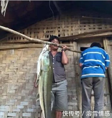  【栖息地】曾经的“长江霸王”， 如今被逼出国，只剩最后一块栖