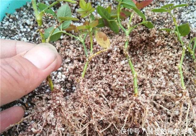  『执着的花盲』养花技巧：这5种花现在扦插，下个月就开花，千万别错过时机！