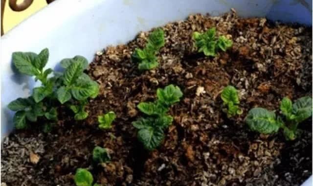  [植物花卉]咖啡渣不要扔，做花肥还有这些好处