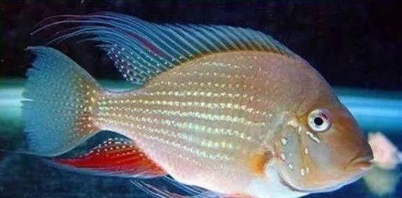  #水族市场上#美洲慈鲷之美，您细品