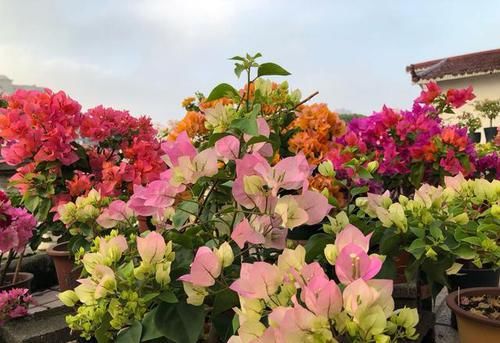  #到了秋天#三角梅“娇生惯养”不开花，虐待一个月，花芽嗖嗖冒，开成大花树
