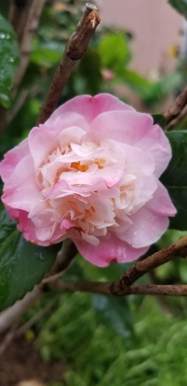 『光照』30种耐阴花,室内光照不佳,也能全年开花