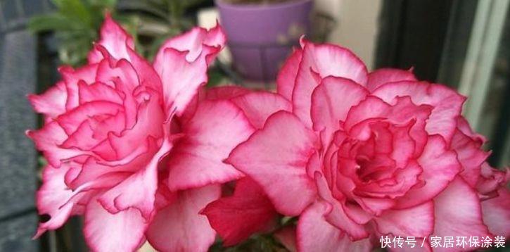  【三色堇】喜欢养护漂亮的花卉，就选择开花量繁多，花期长的5种花卉，妖娆