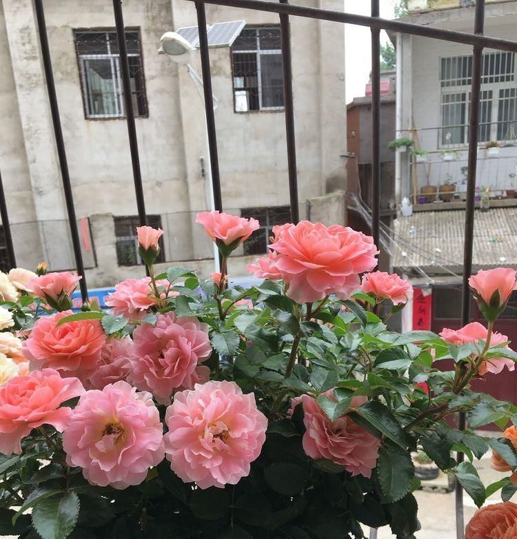 『小院』此几款花朵花期长,养在小院,花开满盆花香四溢,花朵稠密惹眼