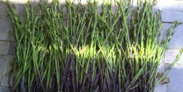 这种野草农民害怕它出现，但农民不知道的是，晒干后可卖300元