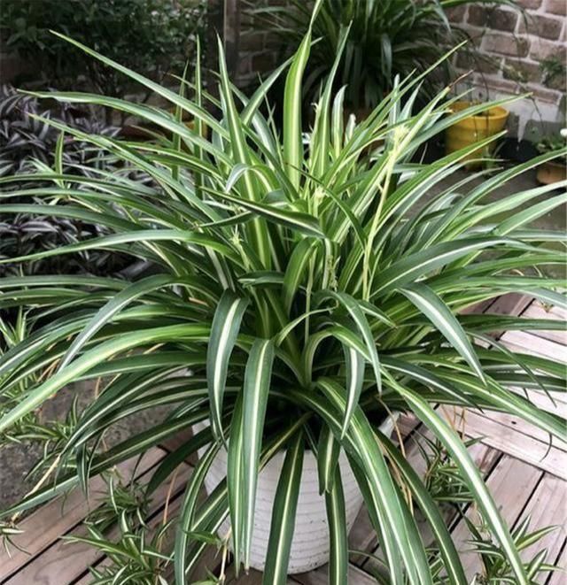 【铜钱草】3种花不怕剃秃头,乱七八糟一通剪,30天后迎来第二春