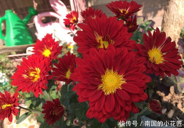  超过■11月养什么花好？“4种花”，好打理长势旺又漂亮，开花超过3个月