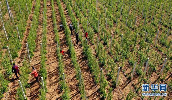 「增收」陕西洛南:产业扶贫促增收