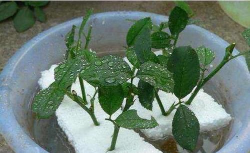  『柳树』植物插迁需要的生根水，不用买到处就有很多，长出的根很是强壮