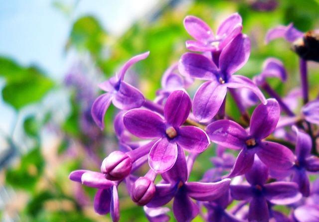 #喜阳#紫丁香喜阳耐湿,花型小巧一丛丛,花色更是浪漫紫色