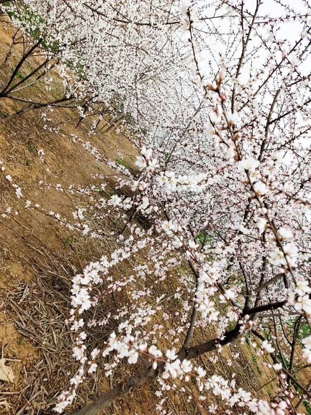 桃花开了,春天真的来了【推荐】