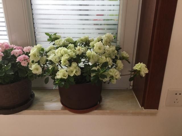  「养活」杜鹃花按照花友的搞法，能养活才怪，有多少钱都不够买花