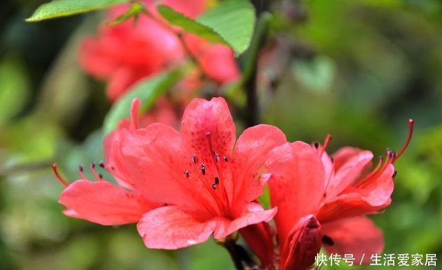  『金丝雀』3种花非常受欢迎，沾土就能活，浇水就爆盆，美丽好养适合新手