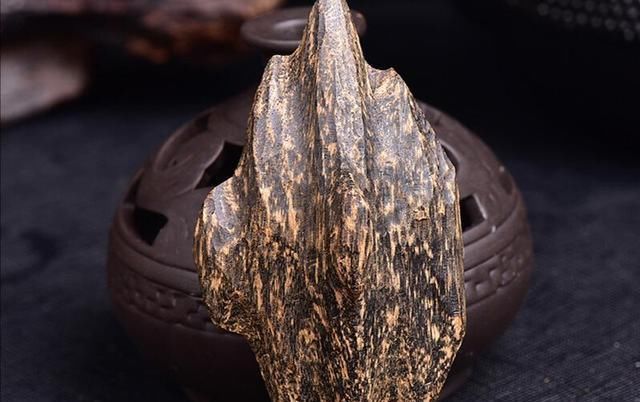  【沉香木】1克卖1万元？深山特有的树木，农民不种植，专家:农民