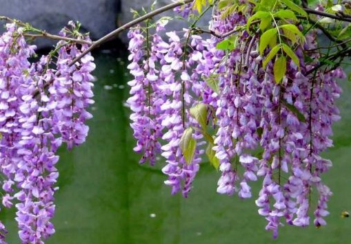  『上美』懂花的人都选5种花，漂亮又皮实，放在阳台上美如花海，绚丽多彩