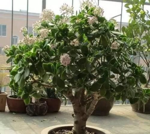  植物：这四种花没有这么娇贵，没有必要小心翼翼的献殷勤