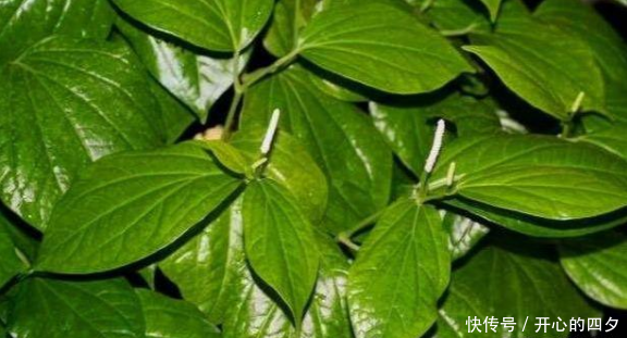  【根茎】农村这3种种野草，人们常吃其叶，殊不知根茎更加珍贵