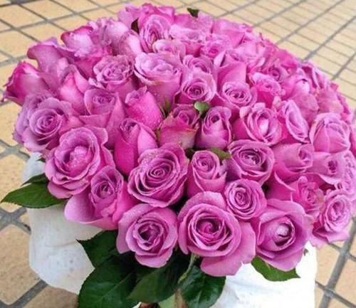  露薇花■喜欢玫瑰，就养盆“精品玫瑰”冷美人，花色靓丽，冷艳高贵