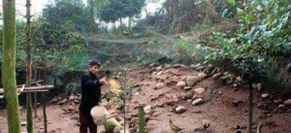  #野鸡#养殖周期仅4个月，一只卖120元，市场供不应求，农民：后