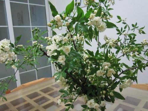  『香味』比香水还好闻的5种花，阳台养1盆，满屋散发芳香，出门不用喷香水