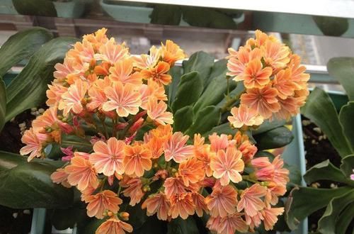  『美艳』超适合新手养的几朵花，开花多易爆盆，花开美艳，养殖简单不用管