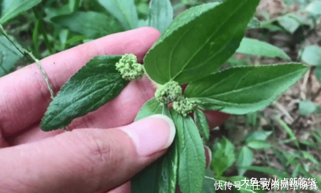 皮肤|农村路边一种野草，广西人用它治一切皮肤湿毒，脚癣泡一泡